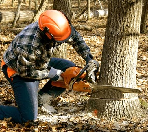 Tree Removal in Lincolnville, ME